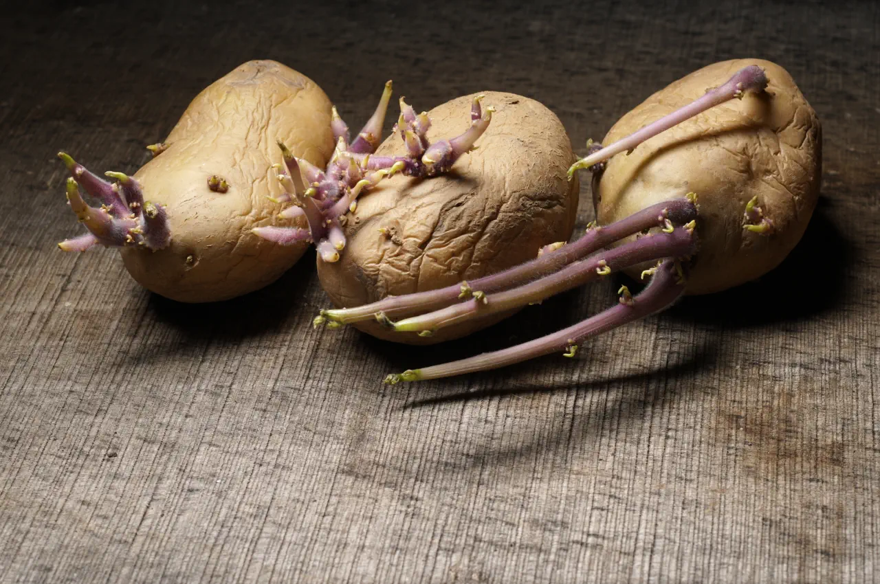 Chitting Potatoes
