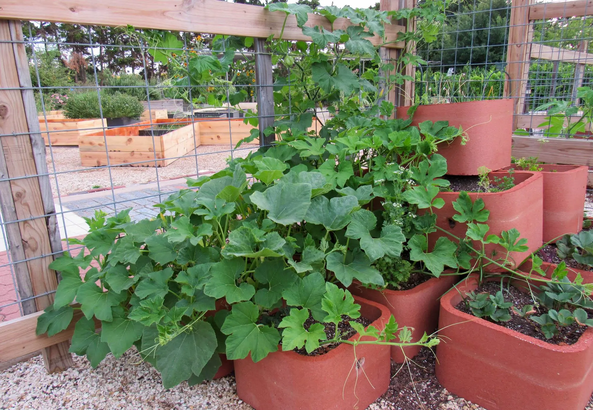 Acorn Squash In Containers