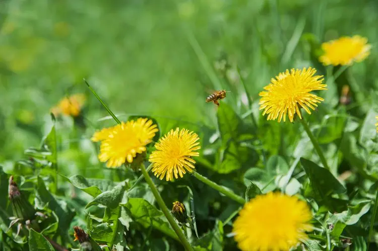 The benefits of weed-free lawn