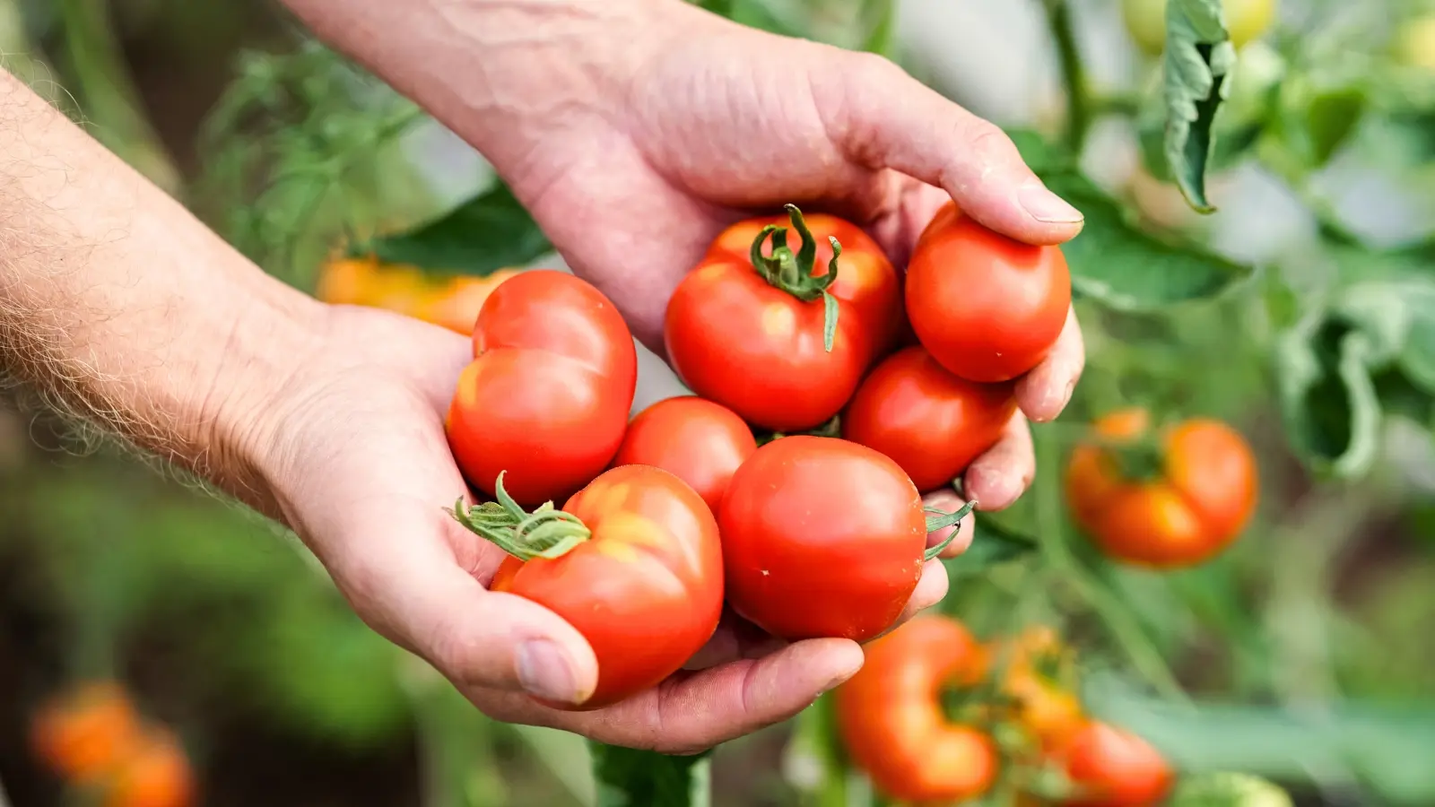 Harvesting Tomatoes