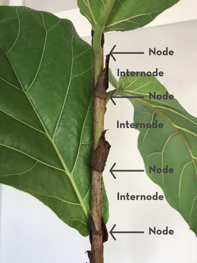 A clear, annotated diagram of how to cut back branches