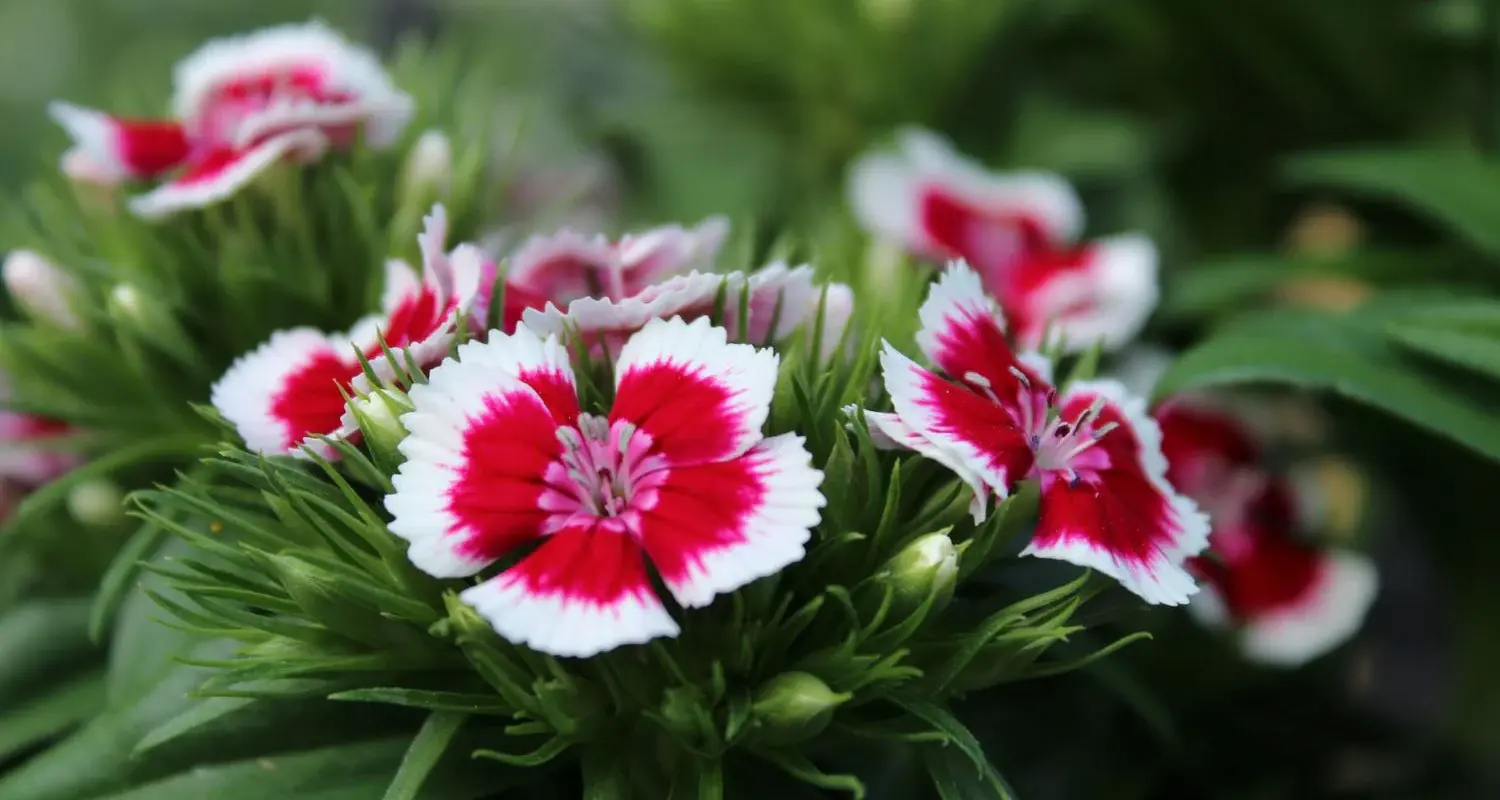 Dianthus Flowers