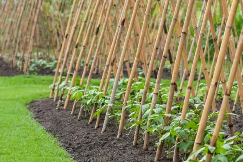 Pole Beans on Trellis