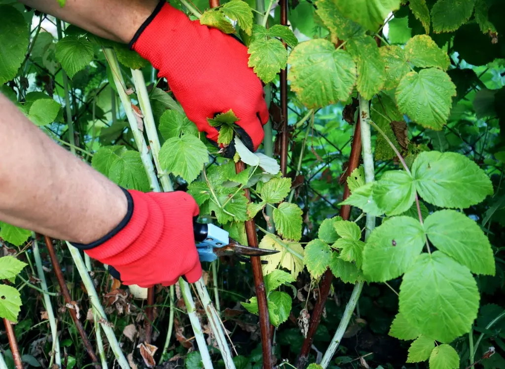 Pruning berry bushes in the garden