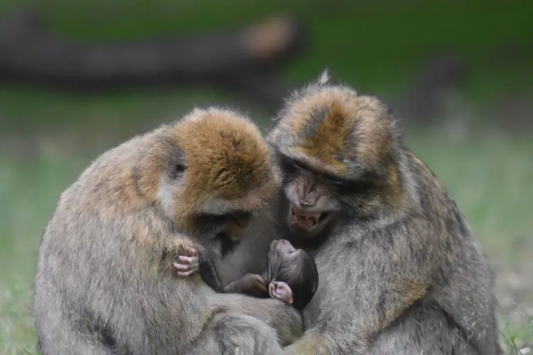 Trentham Monkey Forest Barbary macaques