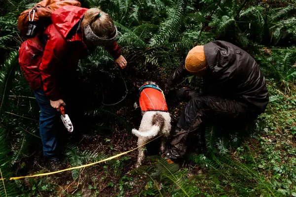 A truffle hunter with a dog in the forest, sniffing out truffles