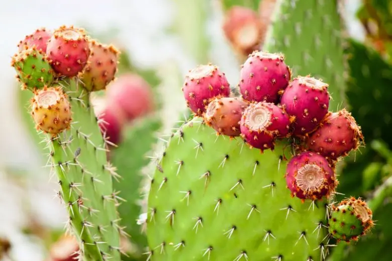 A vibrant prickly pear cactus with fruits.