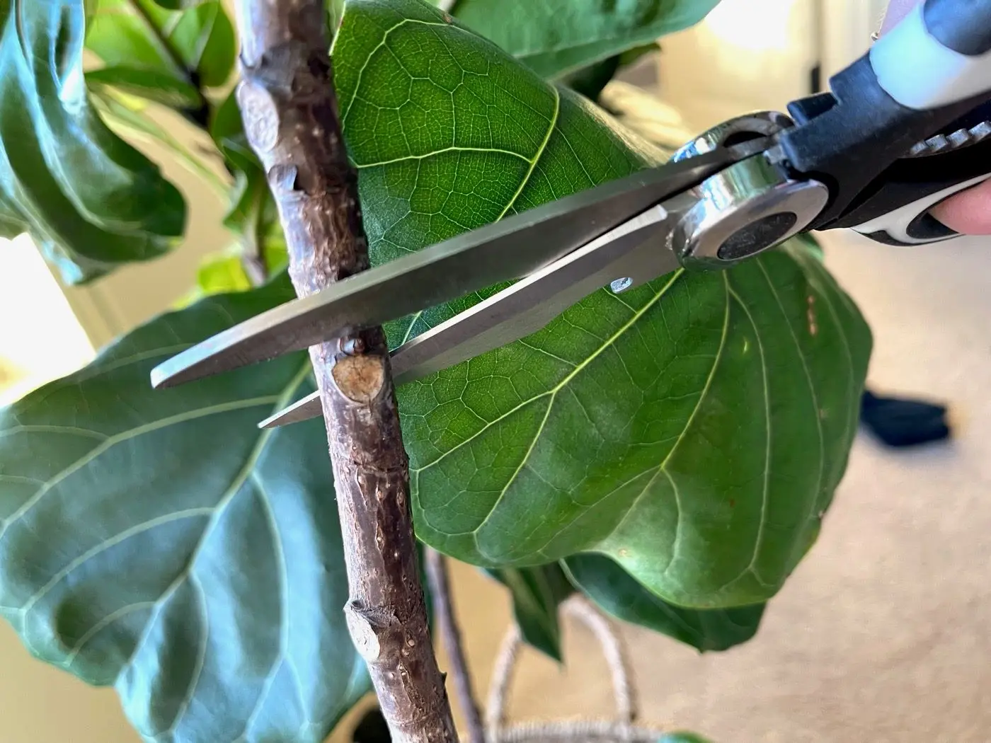 How to cut fiddle leaf fig