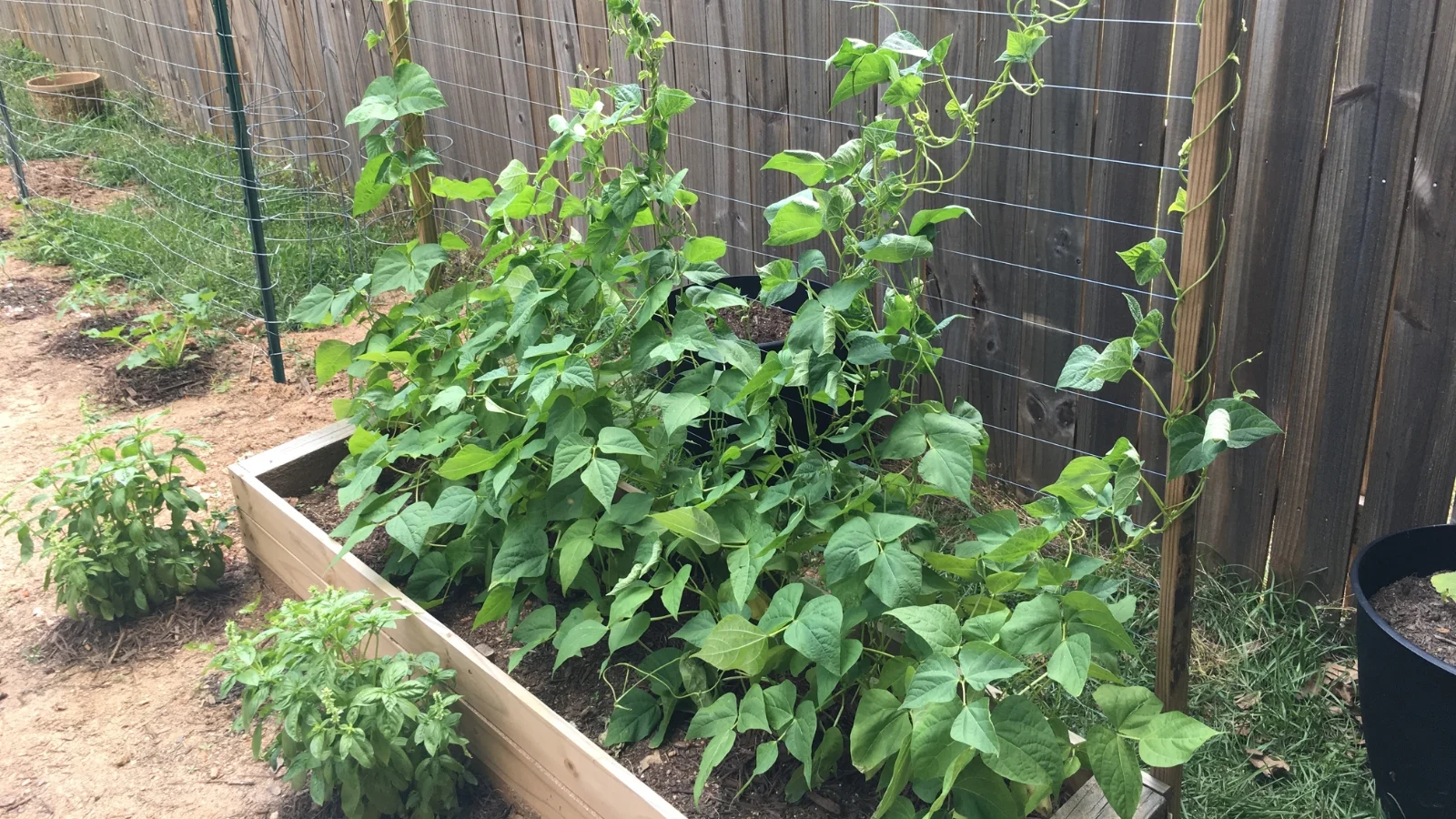 Green Beans Growing in Raised Beds