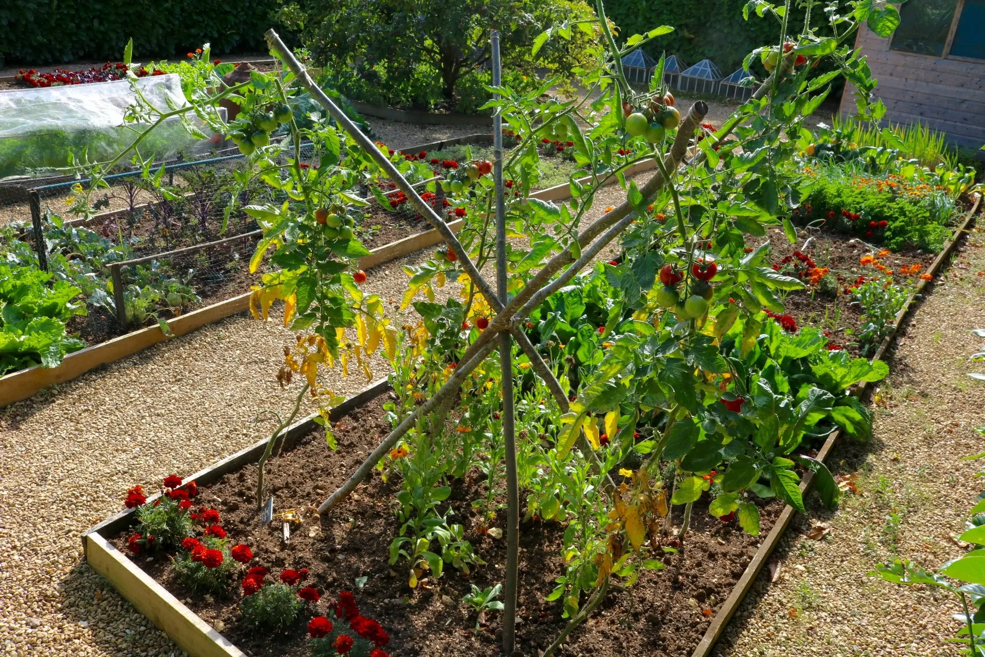 Tomato Plant Growing Outdoors