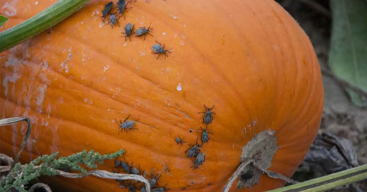 Common Pests on Squash Plants