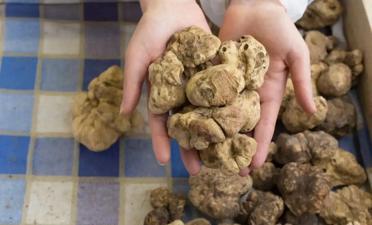 White Truffle being held by hands