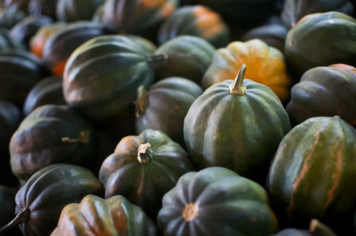 Close-up of Acorn Squash