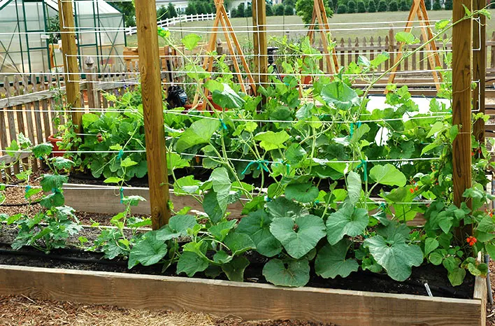 Acorn Squash Plant in Garden