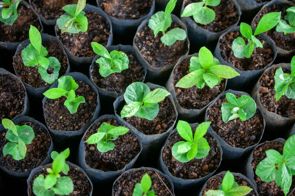 Variety of seedlings