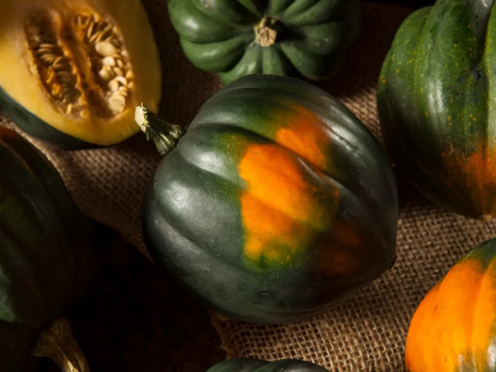 Harvesting Acorn Squash