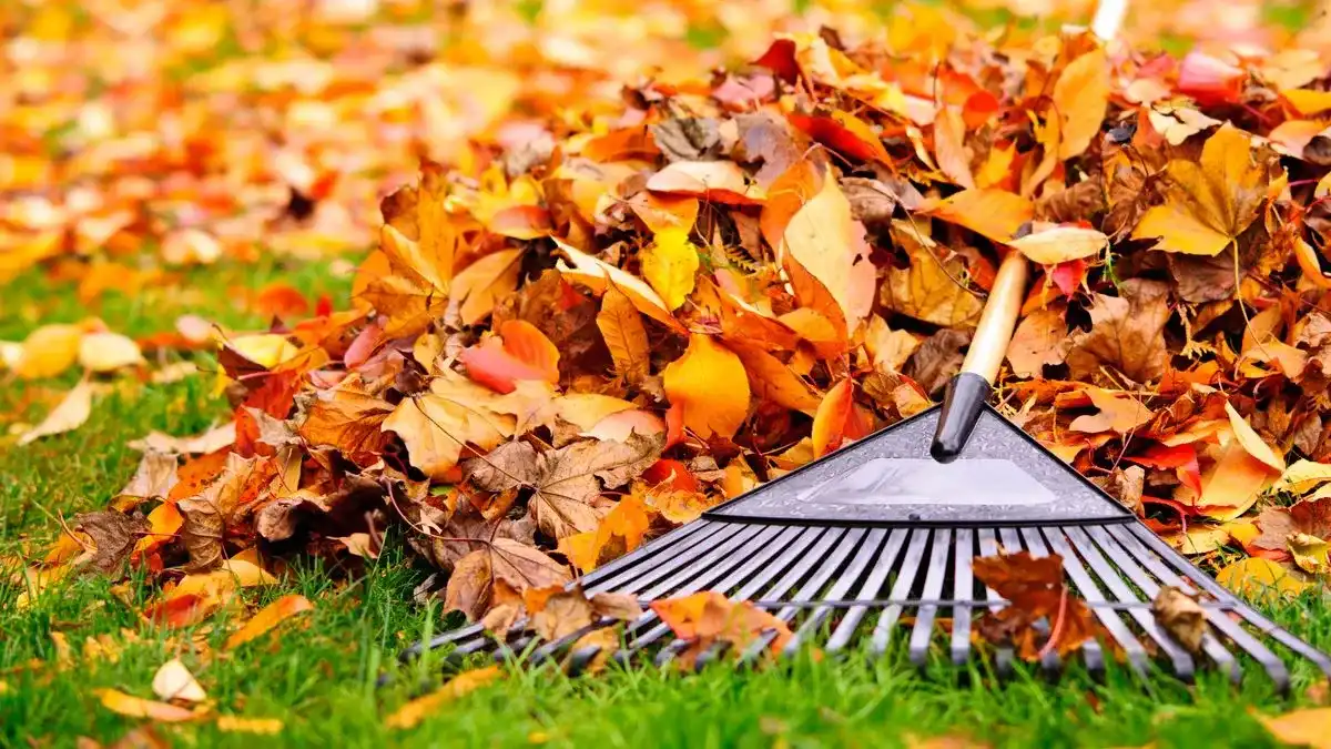 Raking fallen leaves