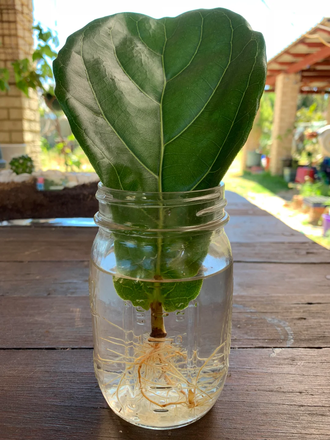 propagating fiddle leaf fig in water