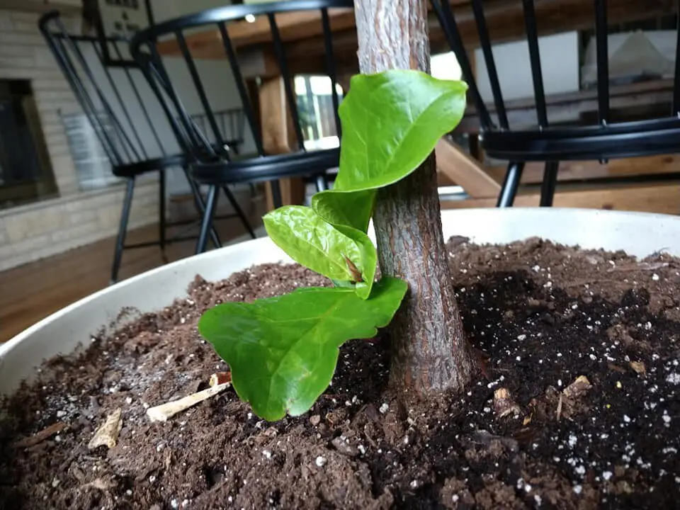 A healthy fiddle leaf fig tree with fresh growth