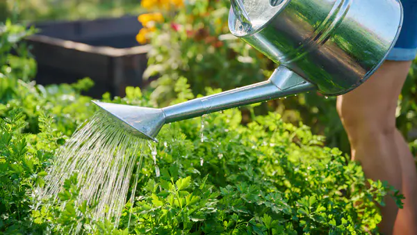 Watering Acorn Squash