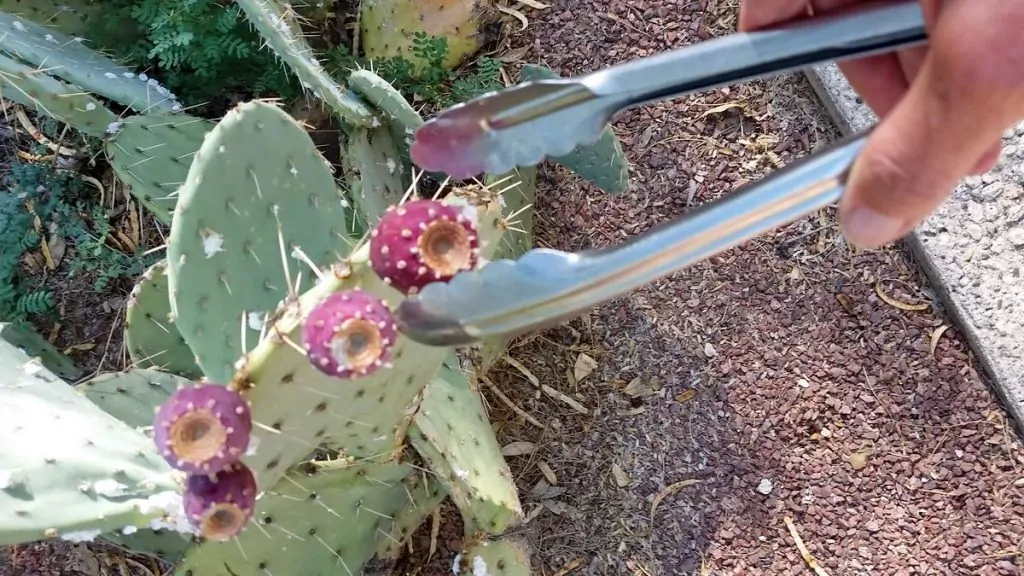 A person wearing gloves and using tongs to handle prickly pears