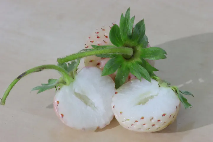 A detailed image of a pineberry cut in half to show the white flesh inside