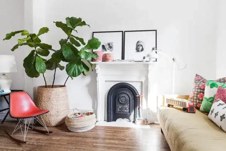 A vibrant, healthy fiddle leaf fig tree in a home setting