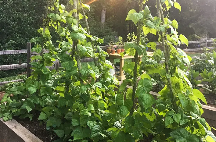 Green Beans in Garden