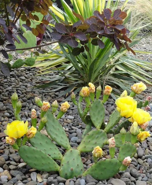 Prickly pear cactus in a garden setting